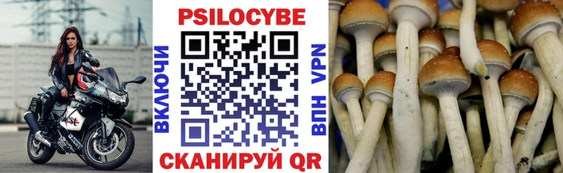 Галлюциногенные грибы Psilocybe  где можно купить наркотик  Тбилисская 